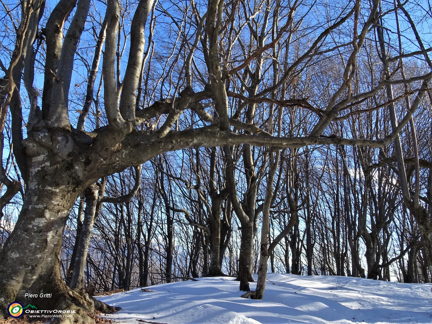 24 Pestando neve tra faggi secolari dalle bellissime forme.JPG